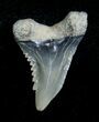 Fossil Hemipristis Shark Tooth - Aurora, NC #4168-1